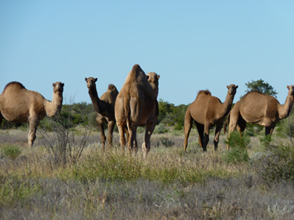 simpson-desert-2